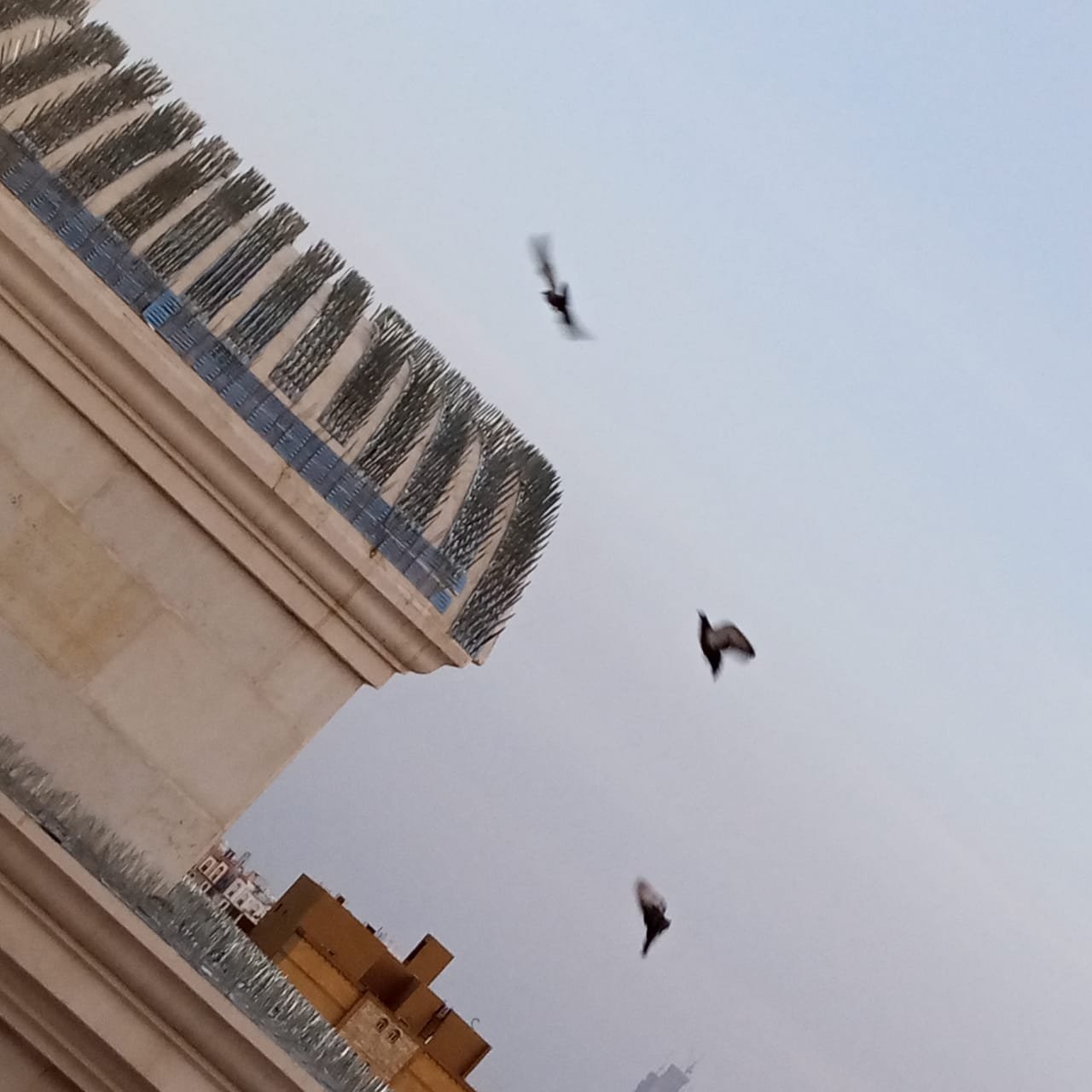 فني يركب شبك طارد للحمام على سور منزل في الدمام